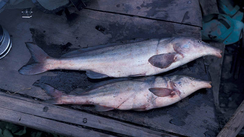 Eastern Bottlenose Fish: Kariba Fish Species